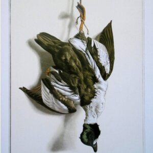 Goldeneye Bird Wildlife Artist Painting Dead Game Print | SportingCutlery.co.uk