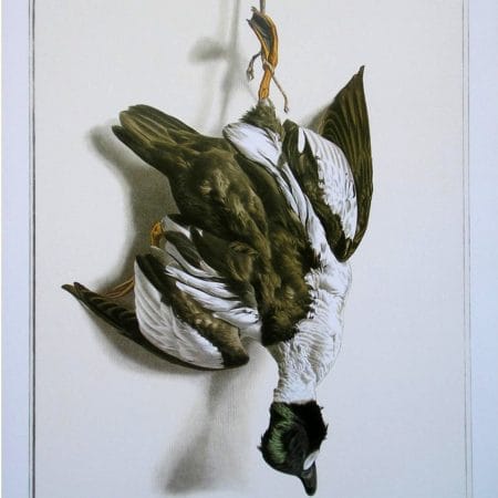 Goldeneye Bird Wildlife Artist Painting Dead Game Print | SportingCutlery.co.uk