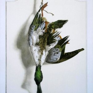 Shoveler Bird Wildlife Artist Painting Dead Game Print | SportingCutlery.co.uk