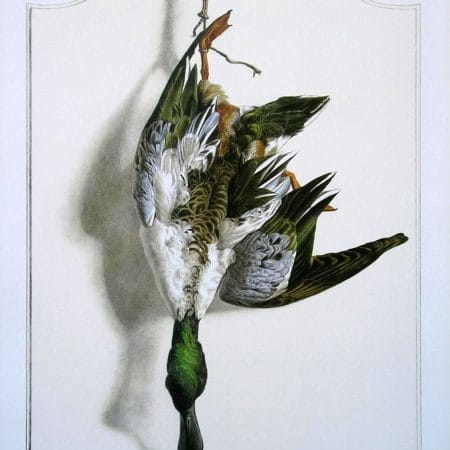 Shoveler Bird Wildlife Artist Painting Dead Game Print | SportingCutlery.co.uk
