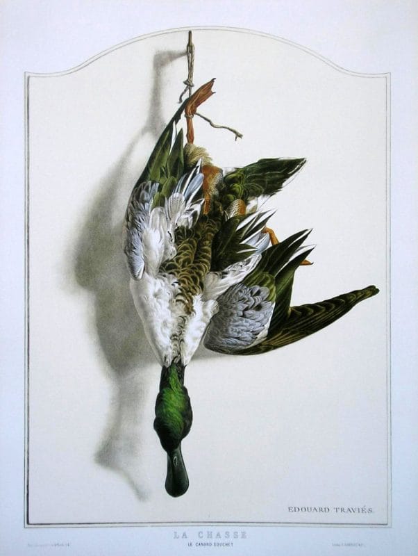 Shoveler Bird Wildlife Artist Painting Dead Game Print | SportingCutlery.co.uk