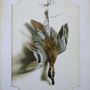 Garganey Bird Wildlife Artist Painting Dead Game Print | SportingCutlery.co.uk
