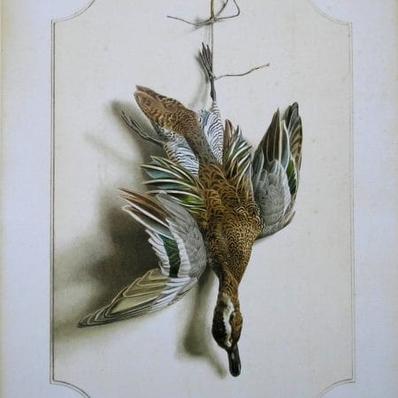 Garganey Bird Wildlife Artist Painting Dead Game Print | SportingCutlery.co.uk