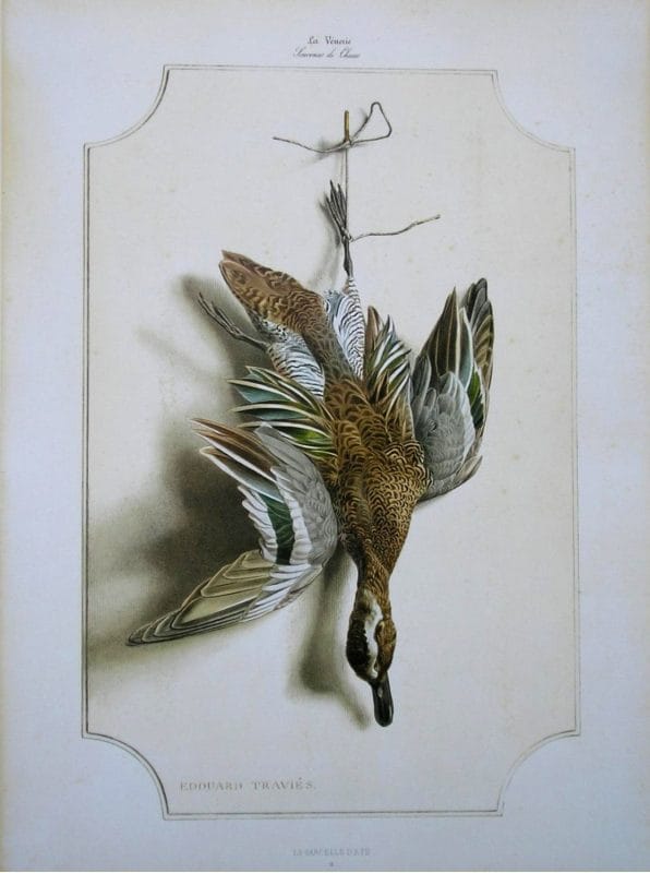 Garganey Bird Wildlife Artist Painting Dead Game Print | SportingCutlery.co.uk