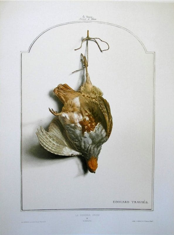 Grey Partridge Bird Wildlife Artist Painting Dead Game Print | SportingCutlery.co.uk