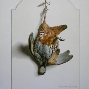 Red Legged Partridge Bird Wildlife Artist Painting Dead Game Print | SportingCutlery.co.uk