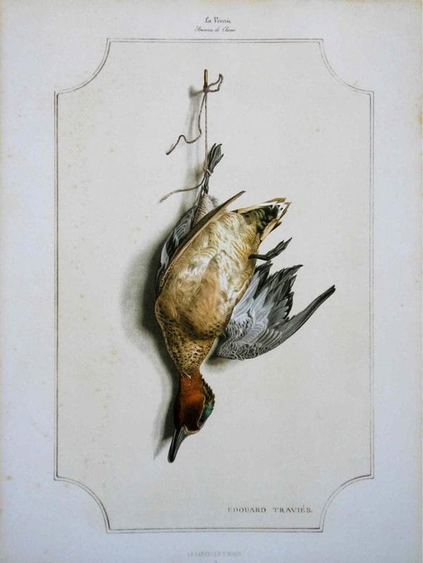 Teal Bird Wildlife Artist Painting Dead Game Print | SportingCutlery.co.uk