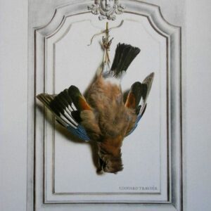 Jay Bird Wildlife Artist Painting Dead Game Print | SportingCutlery.co.uk