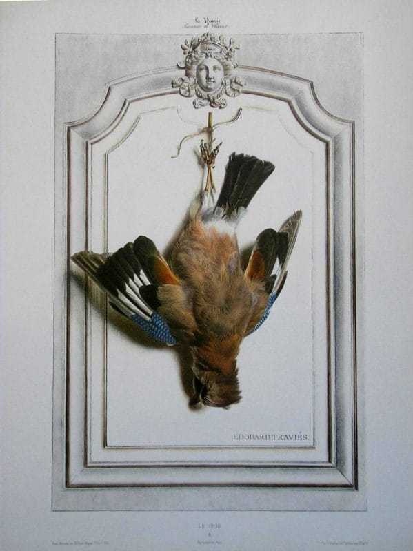 Jay Bird Wildlife Artist Painting Dead Game Print | SportingCutlery.co.uk