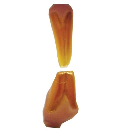 Artificial Teeth - Squirrel by Mohr | SnowdoniaSupplies.co.uk