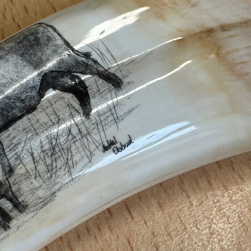 Pieter Annandale Warthog Tusk Scrimshaw - Image 4